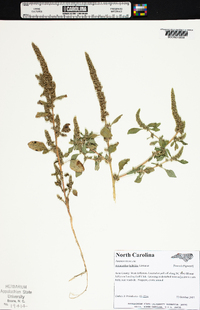 Amaranthus hybridus image