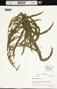 Amaranthus palmeri image