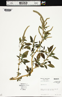 Amaranthus spinosus image