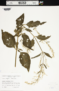 Iresine rhizomatosa image