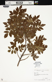 Rhus virens image