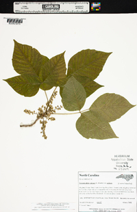 Toxicodendron radicans subsp. radicans image