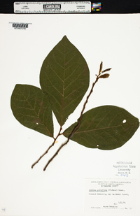 Asimina parviflora image