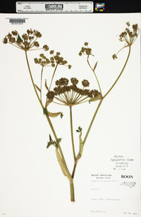 Angelica triquinata image