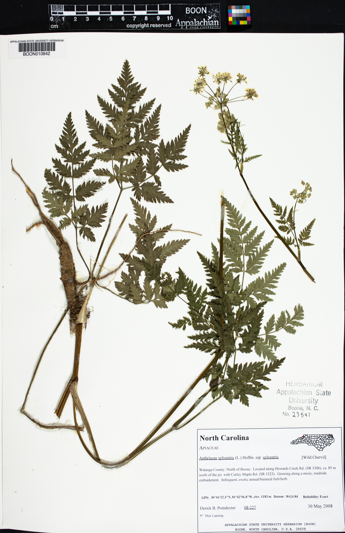 Anthriscus sylvestris image