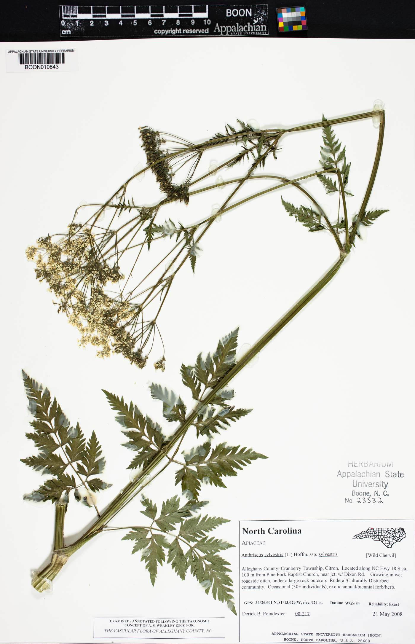 Anthriscus sylvestris image
