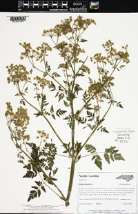 Conium maculatum image