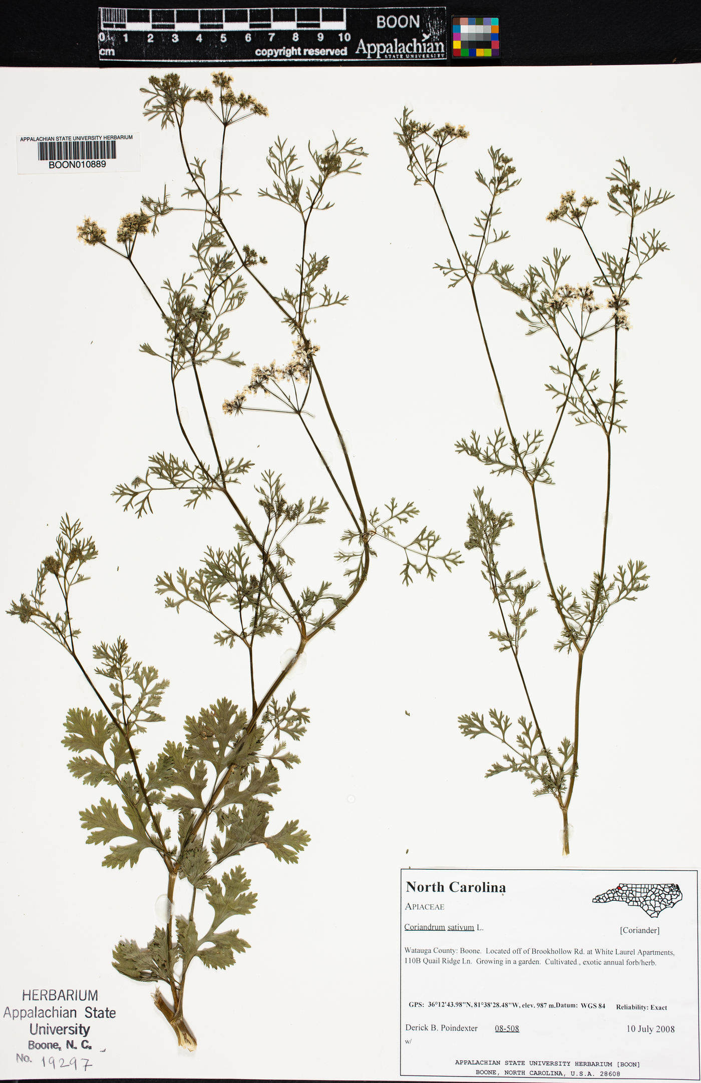 Coriandrum sativum image