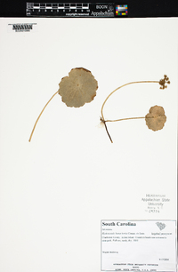 Hydrocotyle bonariensis image