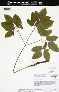 Ligusticum canadense image