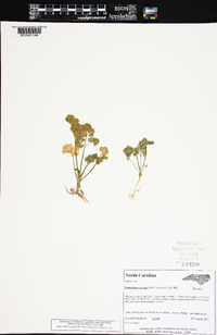 Petroselinum crispum image