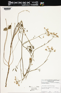 Pimpinella saxifraga image