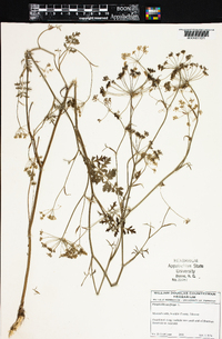 Pimpinella saxifraga image