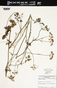 Pimpinella saxifraga image