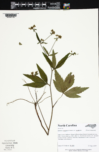 Sanicula canadensis var. canadensis image