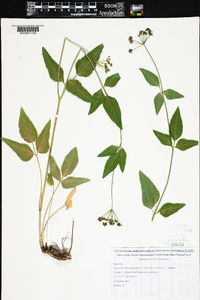 Thaspium trifoliatum var. aureum image