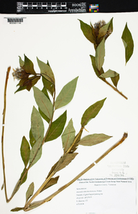 Amsonia tabernaemontana image