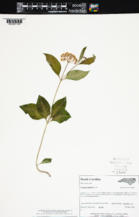 Asclepias quadrifolia image