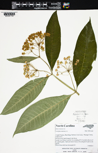 Asclepias exaltata image