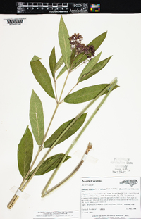 Asclepias incarnata var. pulchra image