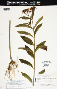 Asclepias incarnata subsp. pulchra image