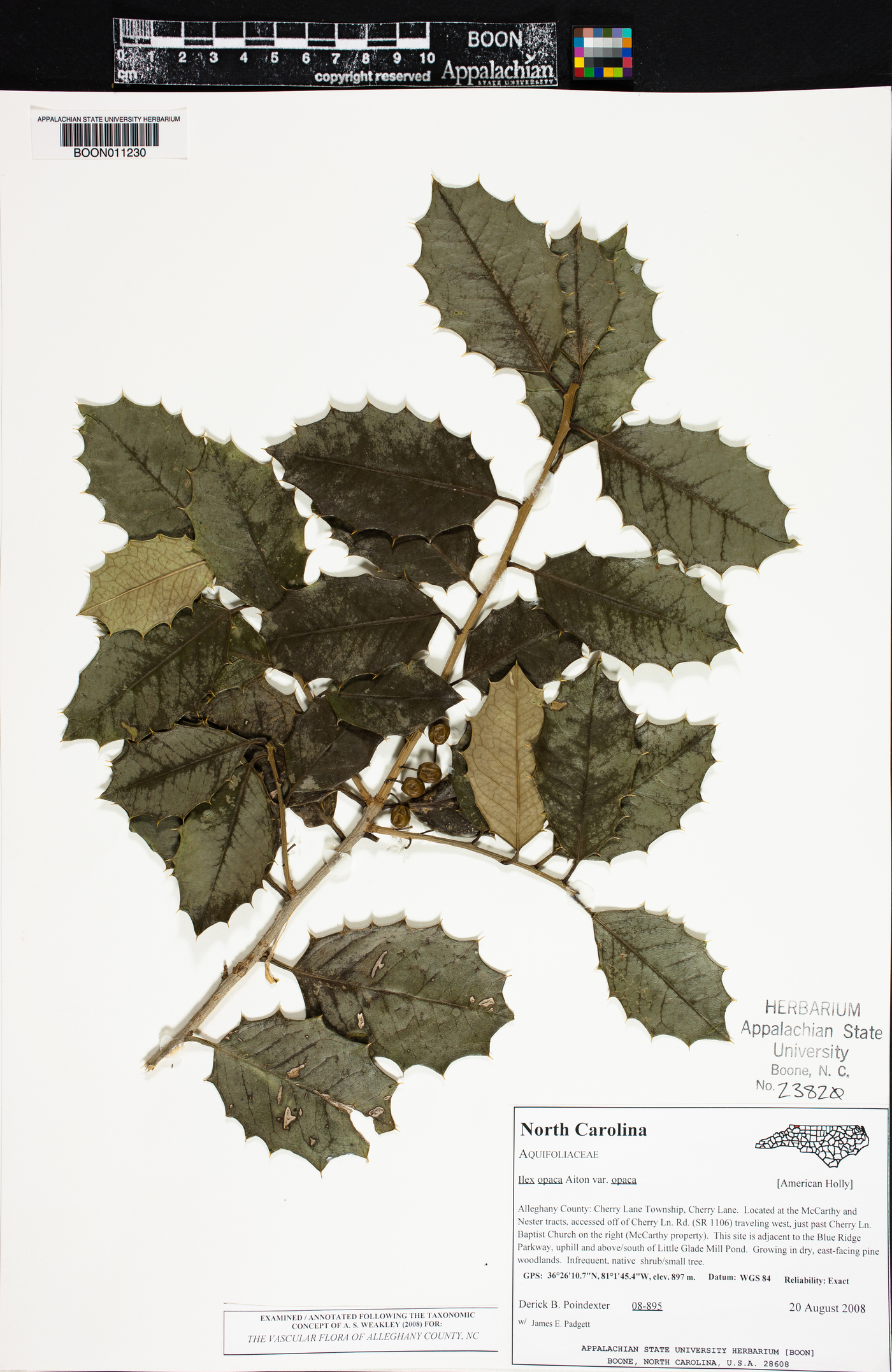 Ilex opaca var. opaca image