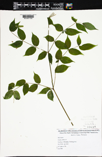 Aralia spinosa image