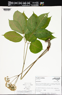 Aralia nudicaulis image