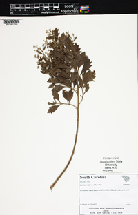 Baccharis glomeruliflora image