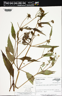 Bidens connata image