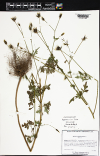 Bidens bipinnata image