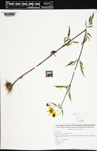 Bidens aristosa image