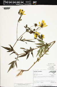 Bidens aristosa image