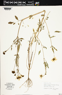 Bidens aristosa image