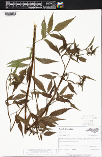 Bidens vulgata image