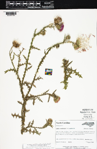 Carduus acanthoides subsp. acanthoides image