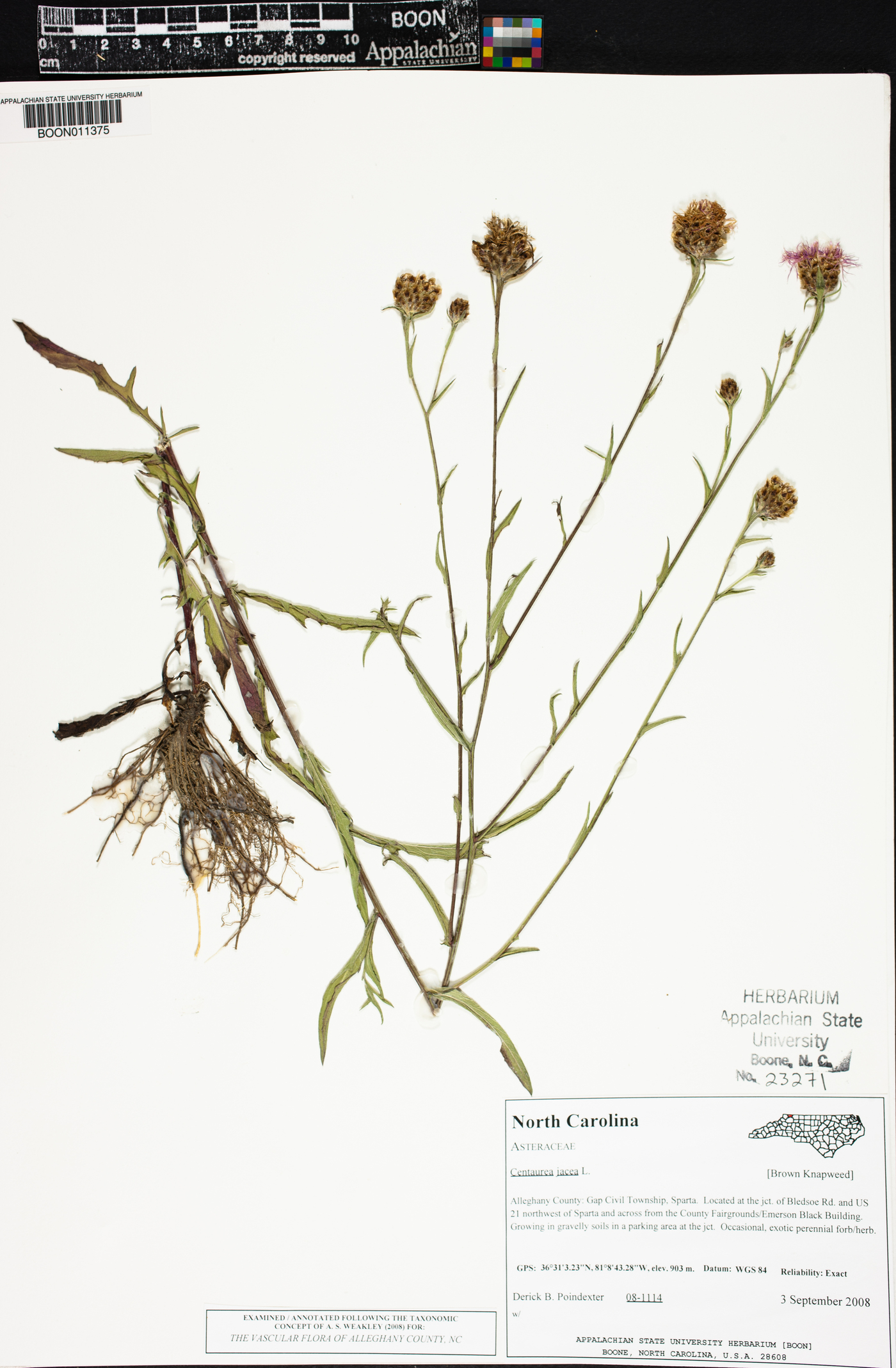 Centaurea jacea image