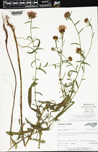 Centaurea x moncktonii image