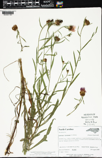 Centaurea x moncktonii image