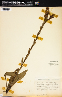 Trilisa paniculata image