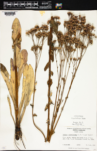 Trilisa odoratissima image