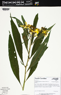 Verbesina alternifolia image