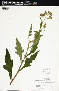 Verbesina virginica image