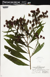 Vernonia noveboracensis image