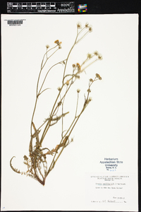 Crepis capillaris image