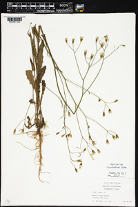 Crepis pulchra image