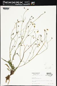 Crepis capillaris image