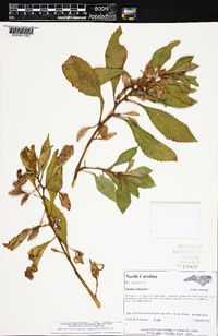 Impatiens balsamina image