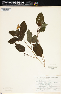 Impatiens biflora image