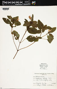 Impatiens biflora image